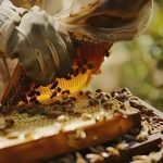 مشروع تربية النحل وإنتاج العسل