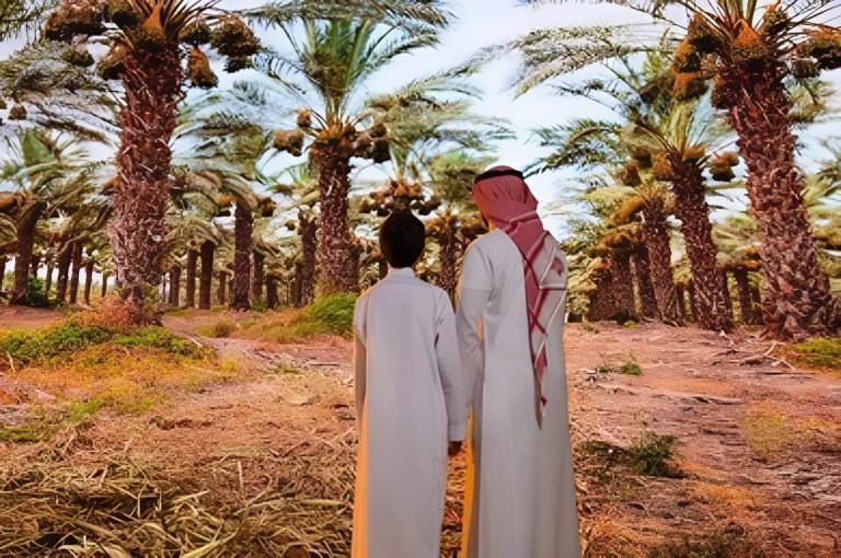 مشروع زراعة النخيل وإنتاج التمور
