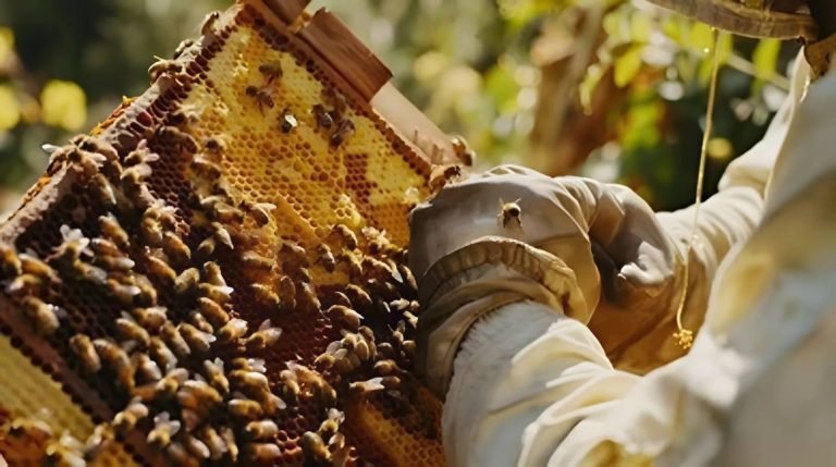 مشروع إنتاج العسل